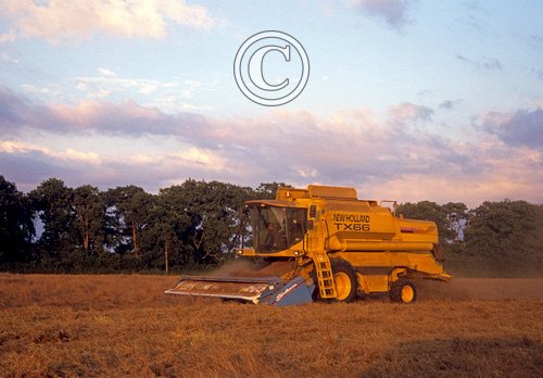 CUTTING GRASS FOR SEED